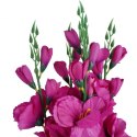 Fioletowy Bukiet 5 Sztucznych Gladioli o Realistycznym Wyglądzie, 65 cm