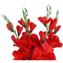 Sztuczny Bukiet 5 Czerwonych Gladioli - Dekoracja o Wysokości 65 cm