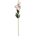 Eustoma - Kompozycja 6 Jasnoróżowych Kwiatów o Wysokości 80 cm
