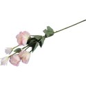 Eustoma - Kompozycja 6 Jasnoróżowych Kwiatów o Wysokości 80 cm