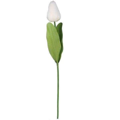 TULIPAN POJEDYNKA KOLOR BIAŁY