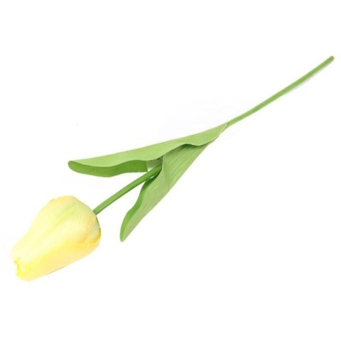 TULIPAN POJEDYNKA KOLOR ŻÓŁTY