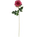 Daliia DUŻY kwiat pojedynczy RÓŻOWA 74 cm