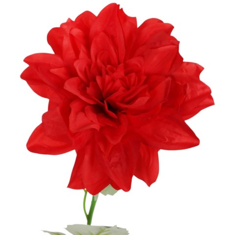 Dalia kwiat pojedynczy czerwony 70 cm