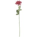 Dalia kwiat pojedynczy różowy 70 cm