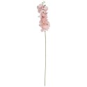 STORCZYK ORCHIDEA GAŁĄZKA 9 KWIATÓW 105 CM ŁOSOŚ
