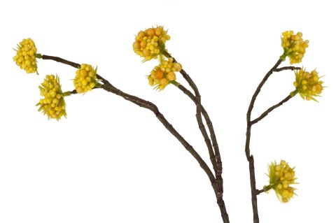 ALURO_Roślina szt.-Callicarpa żółta