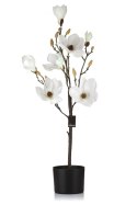 Magnolia biała w doniczce_Aluro
