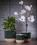 Magnolia biała w doniczce_Aluro