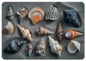 Podkładka prostokątna na stół 29×42 cm, wzór Shells - ekologiczny filc, pranie 40 °C, Bertoni
