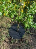 Krążek filcowy zabezpieczający przed chwastami ściółkowanie grafit fi 50 cm