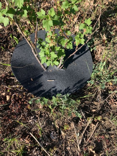 Krążek filcowy zabezpieczający przed chwastami ściółkowanie grafit fi 50 cm