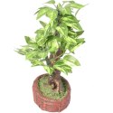 Drzewko bonsai na czerwonej podstawie