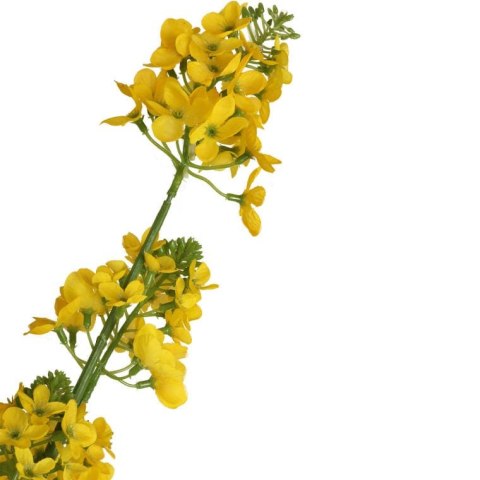Żółty Kwiat Rzepaku w Doniczce o Wysokości 130cm