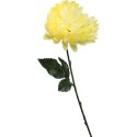 Chryzantema pojedynczy kwiat w kolorze jasnożółtym 78 cm