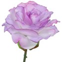 Fioletowa sztuczna róża 68 cm