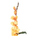 GLADIOLA ŻÓŁTA