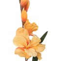 GLADIOLA ŻÓŁTA