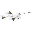 Gałązka 4 magnolii w kolorze białym