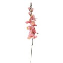 Gladiola, jasno-różowa, M-70