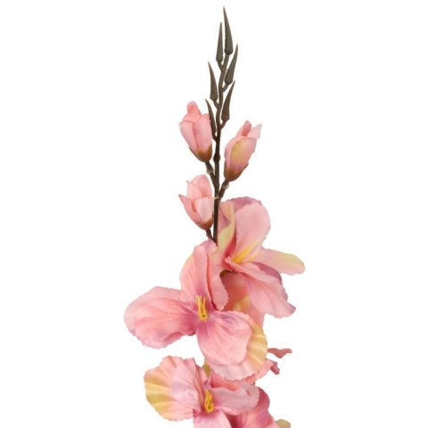 Gladiola, jasno-różowa, M-70